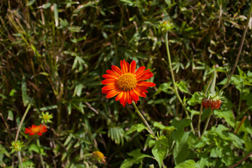 flower in the garden