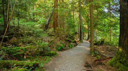 Easy walking, mossy Sasamat Loop forest trail near Port Moody, BC, Canada.