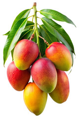 mango on a branch isolated on a transparent background, mango png