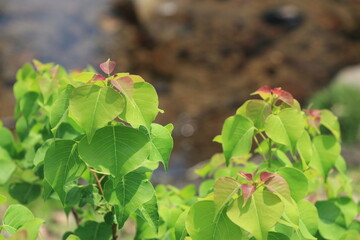 小川のほとりの花が咲いているように見える低木