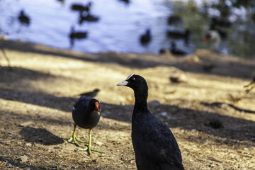 Ducks in the forest
