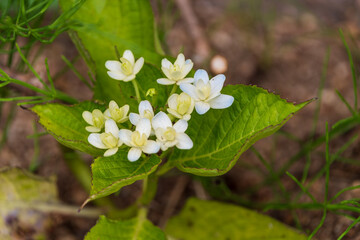 紫陽花が咲く