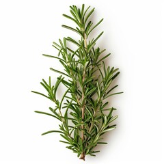 Fototapeta premium Close-up photo of a rosemary plant isolated on white background