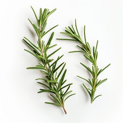 Fototapeta premium Close-up photo of a rosemary plant isolated on white background