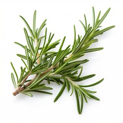 Fototapeta premium Close-up photo of a rosemary plant isolated on white background