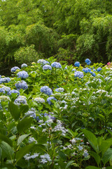 紫陽花の花がたくさん咲いている