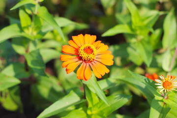 orange zinnia flower, but this plant is more familiarly called paper flower