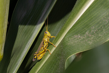 Green grasshopper on corn plant. Agriculture crop insects, pest control and crop damage concept.