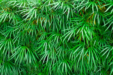 Fototapeta premium Green leaf background suitable for wallpaper or for text