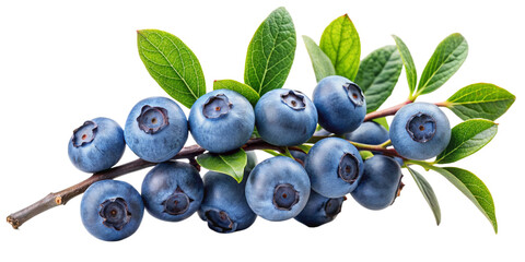 blueberries isolated on white
