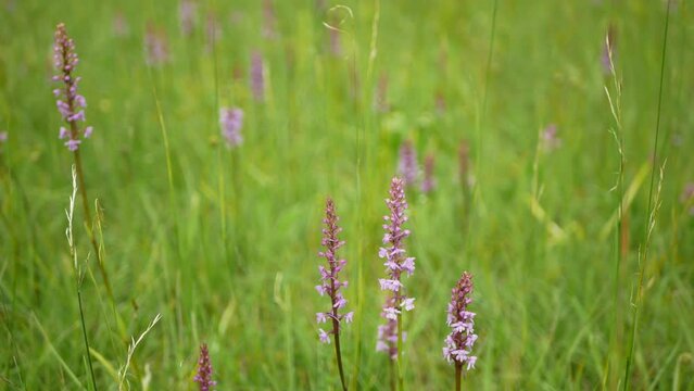 Wild orchid chalk fragrant orchid, plant pink blooms, Gymnadenia conopsea flower, meadow, endangered species blooming, UNESCO biosphere reservation Bile Karpaty White Carpathians nature reserve