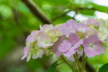 美しい紫陽花