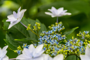 美しいガクアジサイ