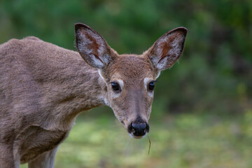 Close-up of deer looking straight ahead