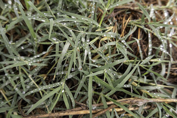 Wet grass in the forest