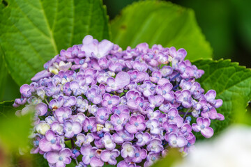 可愛らしいおたふく紫陽花の花