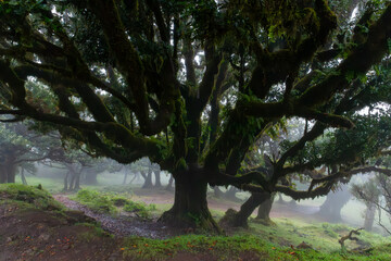 Feenwald Madeira