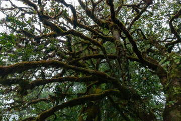 Feenwald Madeira