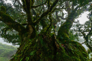 Fototapeta premium Feenwald Madeira