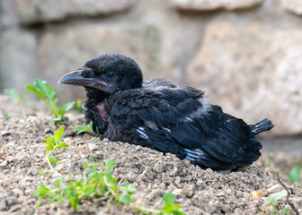 A little sick baby crow fell out of  nest. Protecting and helping animals.