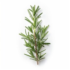 Fototapeta premium Detailed photo of a rosemary sprig isolated on white background