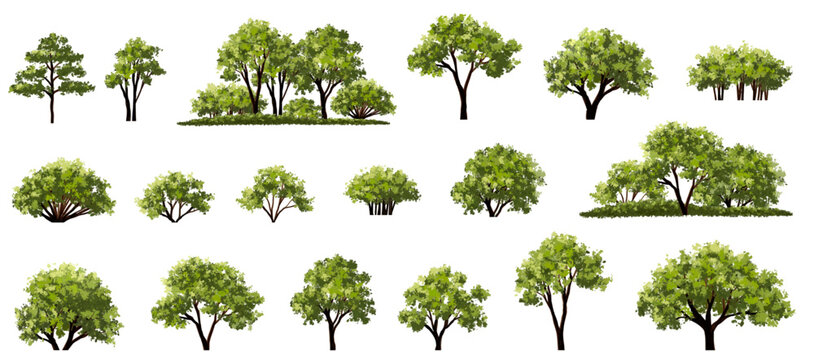 Vector watercolor green tree or forest side view isolated on white background for landscape and architecture drawing,elements for environment or garden,botanical element for exterior section in spring