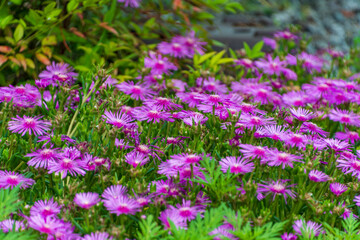 マツバギクの花畑