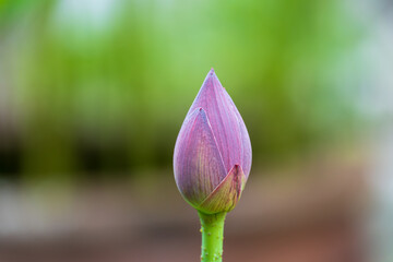 美しい蓮の蕾