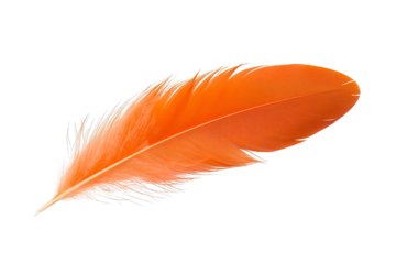Vibrant orange feather isolated on a white background, showcasing delicate texture and intricate details. Perfect for nature and art projects.