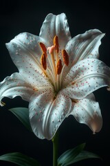 White Lily with Orange Stamens