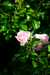 pink rose