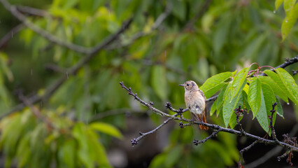 Common redstart