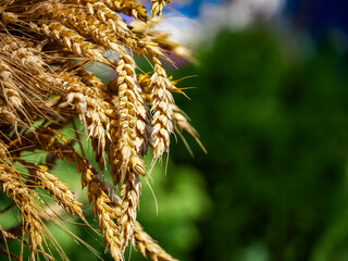 A focused shot of golden-hued mature wheat symbolizing agricultural prosperity and natural wealth.
