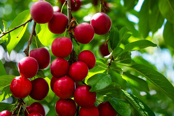 Obraz premium A vibrant image capturing ripe, red cherry plums hanging from a tree, surrounded by lush green leaves under natural light; ideal for content related to fresh, organic produce or gardening.
