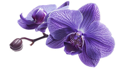 Close-up snapshot of a purple orchid bloom, isolated on a white background