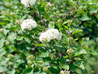 Spiraea x vanhouttei | Spirée de Van Houtte, arbuste à floraison blanche en ombelles au bout de rameaux brun arqués portant un feuillage oval, trilobé et denté vert bleuté