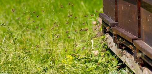 Swarms of bees at the hive entrance in a heavily populated honey bee