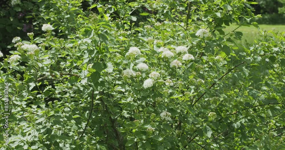 Poster arbuste spirée de van houtte (spiraea x vanhouttei) aux branches arquées portant de petites fleurs b