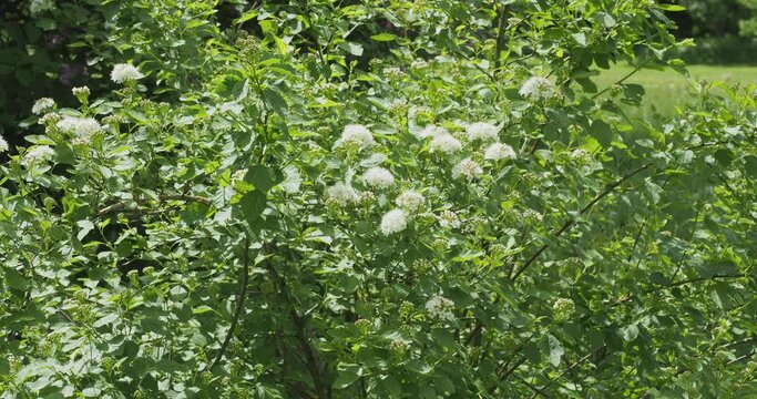 Arbuste Spir&eacute;e de Van Houtte (Spiraea x vanhouttei) aux branches arqu&eacute;es portant de petites fleurs blanc pur en corymbes aplatis et couverts de feuilles triangulaires vert bleut&eacute;
