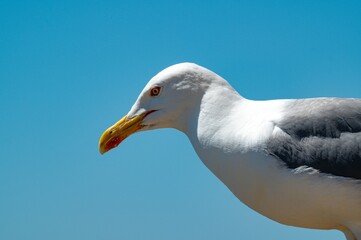 seagull on a sky