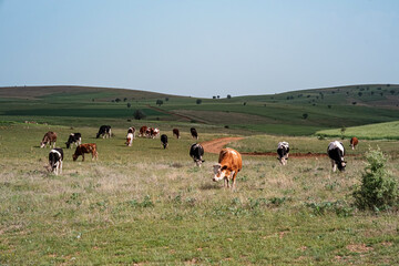 A herd of cows are grazing in a field. The cows are spread out across the field, with some closer to the foreground and others further back. The scene is peaceful and serene.