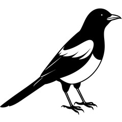 Obraz premium crow on a white background