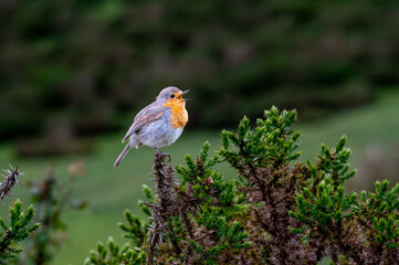 robin on a branch
