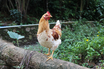 Portrait of a hen posing on a dead tree trunk