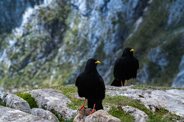 blackbird on the rocks
