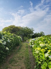 Naklejka premium 수국 꽃길
