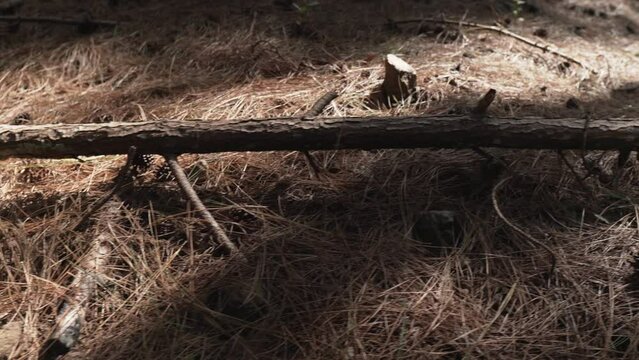 Panning shot of pine woods and tree trunks in Sri Lankan Forest with logs and undergrowth
