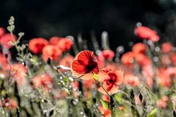 poppy flowers, buds and pods