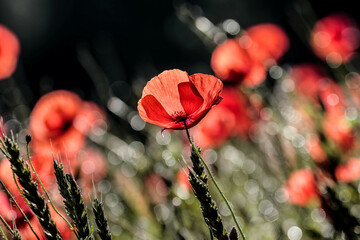 poppy flowers, buds and pods