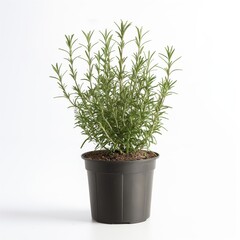 Full-length photo of a small potted rosemary plant isolated on white background